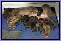 Cayman Trace pups 1 wk old 161