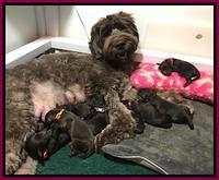 Cayman and pups 2 days old pink 1