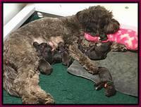 Caymen and pups 2 days old 1