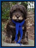 Wessinger family:  BLUE
