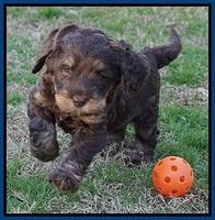 Cayman Trace pups 6 wks old 281