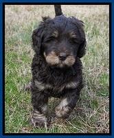 Caymen Trace pups 7 wks old 2242