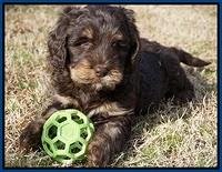 Caymen Trace pups 7 wks old 2252