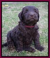 Cayman Trace pups 6 wks old 301