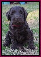 Cayman Trace pups 6 wks old 311