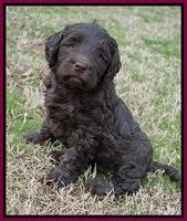 Cayman Trace pups 6 wks old 331