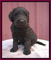 Caymen Trace pups 5 wks old 341