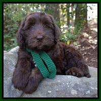Hamilton Service dog: Hickory
