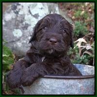 Caymen Trace pups 4 wks old 271