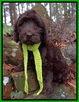 Lola Labradoodles:  Winter "Juniper"
