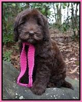 Bussing family: Mocha