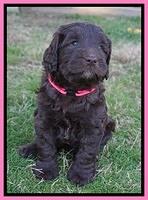 Cayman Trace pups 6 wks old 11