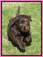 Cayman Trace pups 6 wks old 21