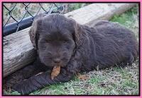 Cayman Trace pups 6 wks old 41