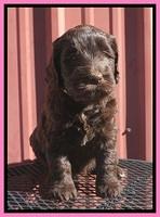 Caymen Trace pups 5 wks old 31