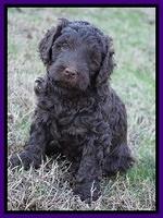 Cayman Trace pups 6 wks old 61