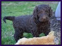 Cayman Trace pups 6 wks old 81