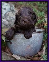 Caymen Trace pups 4 wks old 2100