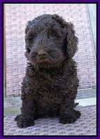 Caymen Trace pups 7 wks old 262