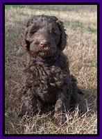 Caymen Trace pups 7 wks old 292