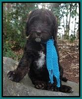 Labenz family: Charley