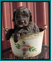 Caymen Trace pups 5 wks old 231