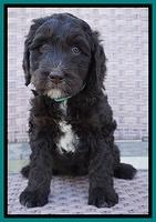 Caymen Trace pups 7 wks old 2192