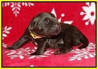 Cayman Trace pups 1 wk old 51
