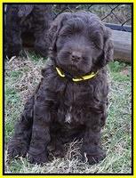 Cayman Trace pups 6 wks old 101