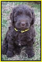 Cayman Trace pups 6 wks old 111