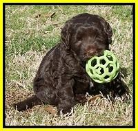 Cayman Trace pups 6 wks old 141