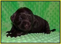 Caymen Trace pups 2 wks old 61