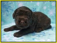 Caymen Trace pups 3 wks old 61