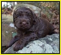 Caymen Trace pups 4 wks old 71
