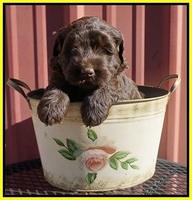 Caymen Trace pups 5 wks old 161