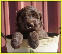 Caymen Trace pups 5 wks old 171