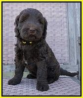 Caymen Trace pups 7 wks old 2112