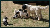 Paris Bronson pups 5 wks old 421