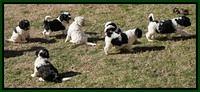 Paris Bronson pups 5 wks old 441