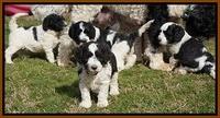 Paris Bronson pups 5 wks old 461