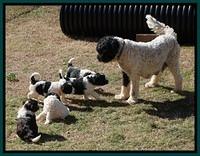 Paris Bronson pups 5 wks old 481