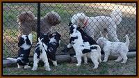 Paris Bronson pups 7 wks old 321