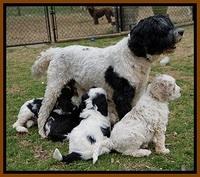 Paris Bronson pups 7 wks old 331