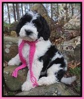 Individual puppy photos