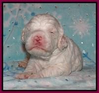 Paris Bronson pups 2 wks old 151