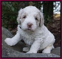 Paris Bronson pups 4 wks old191