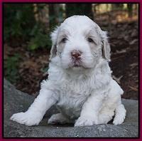 Paris Bronson pups 4 wks old201