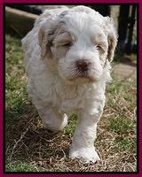 Paris Bronson pups 5 wks old 401