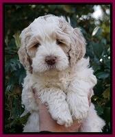 Paris Bronson pups 6 wks old 191