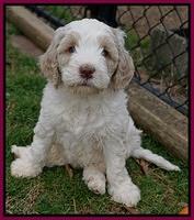 Paris Bronson pups 7 wks old 211